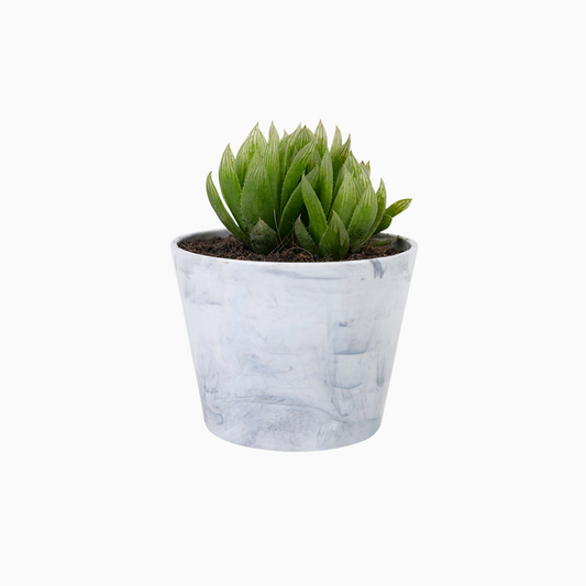 Indoor Hanging Planter