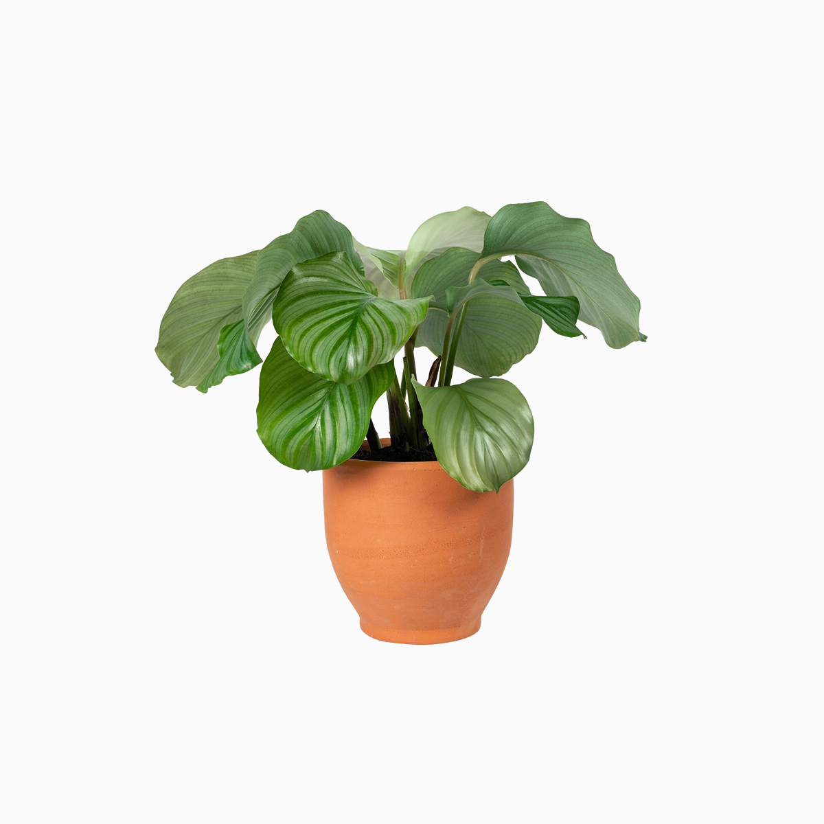 Ceramic Flower Vase
